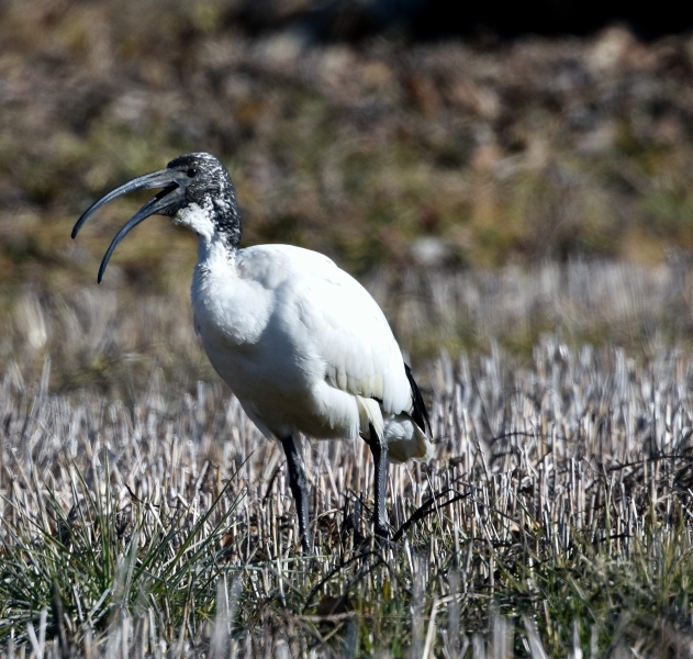 Ibis